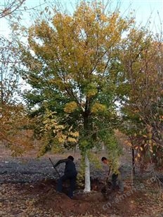 小区园林绿化15公分五角枫 常年批发行道树大量现货二级元宝枫