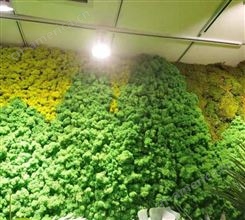 仿真植物墙 绿色背景设计施工 仿真植物厂家 婚庆
