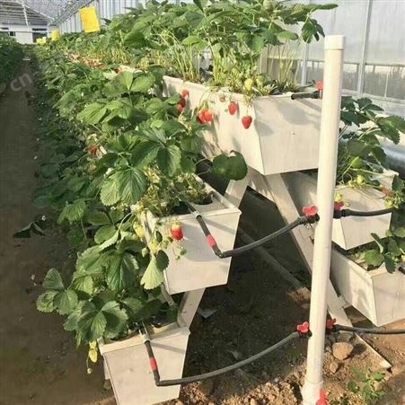 立迎 荷兰桶 基质栽培水培设备 节水抗旱 可种植西红柿黄瓜等
