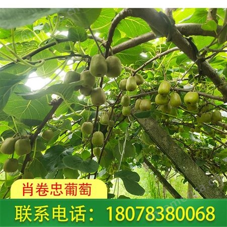桂林红心猕猴桃基地销售远至广西省外