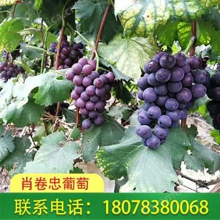 肖卷忠巨峰葡萄可发货至广西桂林阳朔