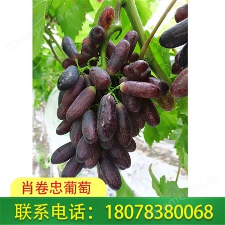 桂林龙胜蓝宝石葡萄种植基地一件起售