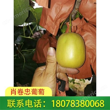 广西桂林黄心猕猴桃|奇异果现摘现发