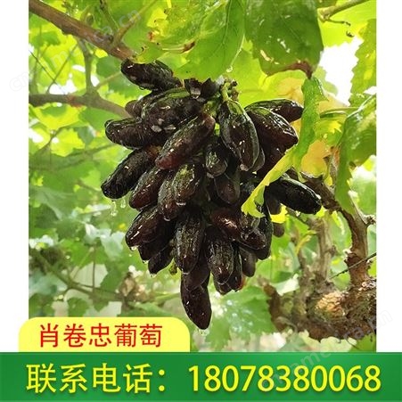 桂林龙胜蓝宝石葡萄种植基地一件起售