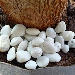 石诚批发 白色鹅卵石 机制卵石 3-6 装饰用