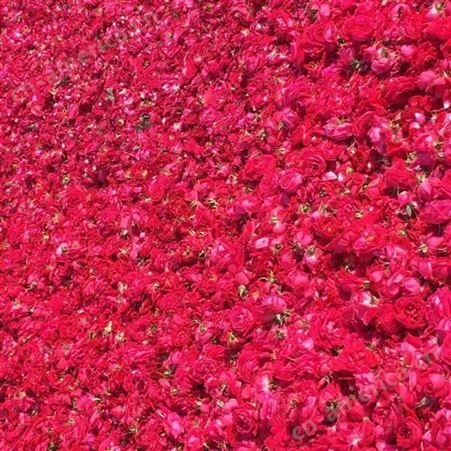黄石市进口玫瑰花 玫瑰花瓣 价格鲜切花卉 优质供应云巅控股