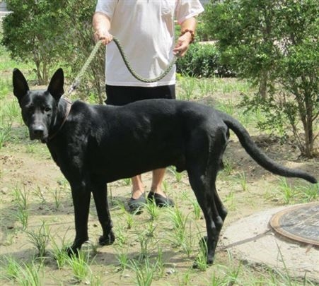 出售黑狼幼犬 大型繁育基地 纯种犬舍 可视频挑选