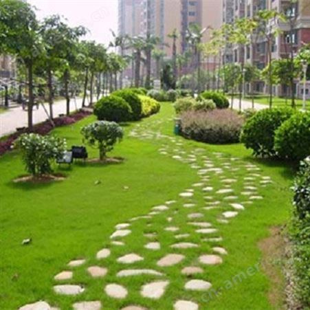 草坪，北京草坪，专业铺种草坪，咨询翠琳园林-用质量说话