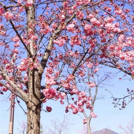 樱花树   当年开花嫁接耐寒重瓣种植  寒排 樱花树苗